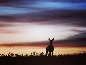 tyler-state-park_gregory_allen_kear